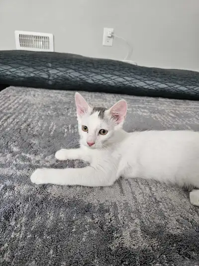 Kitten for sale, View more