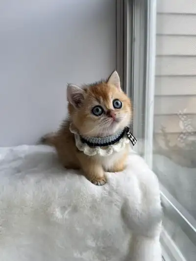 Registered Cattery — Rehoming British Shorthair Kittens, View more