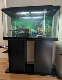 30 gallon Aquarium 
