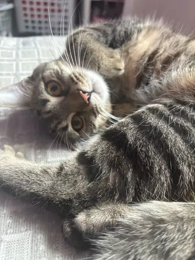 8-9 month old female cat, View more