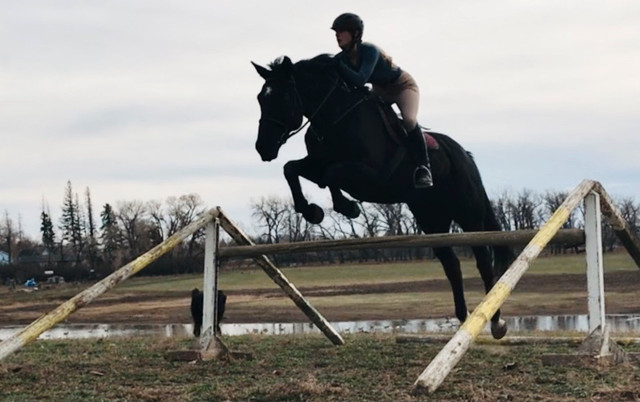 Training/Lessons in Horses & Ponies for Rehoming in Lethbridge - Image 4