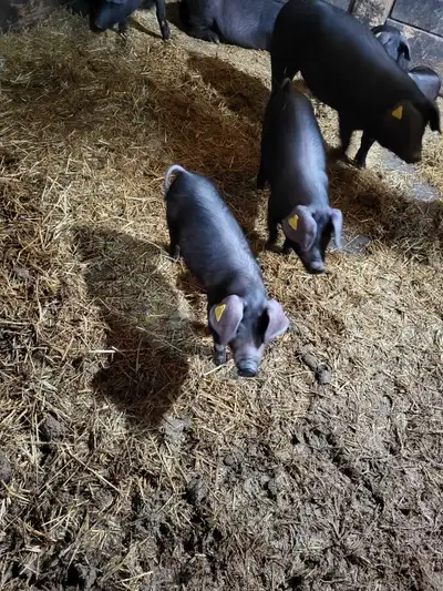The 2 month old 40lb piglets are for sale 150 each 250 for the 3month old 60lb ones