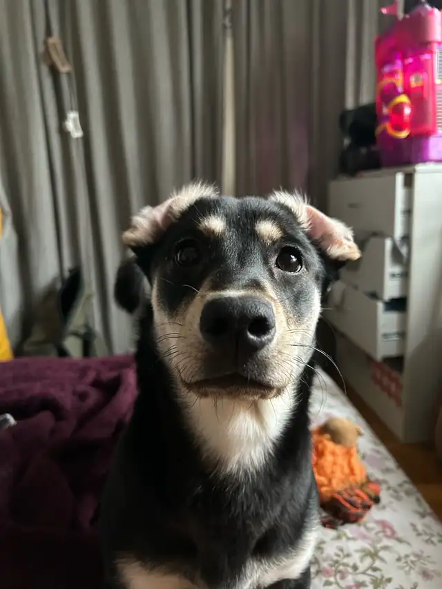 Finleigh – Female Corgi Mix Looking for an Experienced Home in Dogs & Puppies for Rehoming in City of Toronto - Image 4