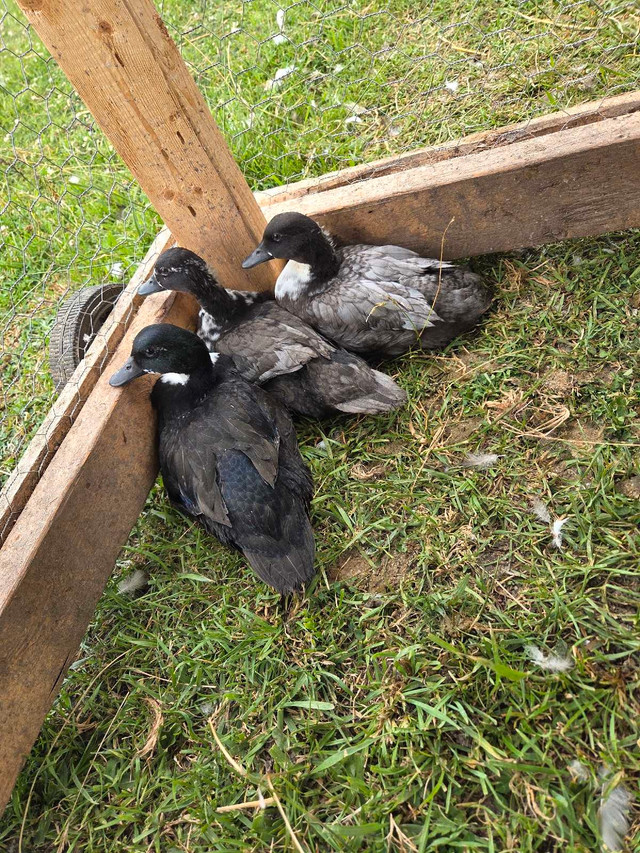 call ducks in Livestock in Owen Sound - Image 3