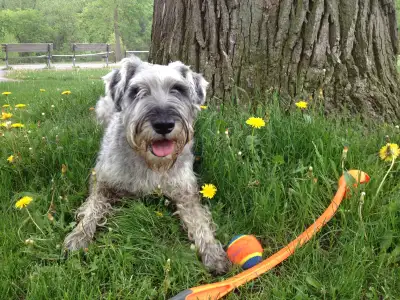 Hello! I am a professional, insured, mature, experienced dog and cat care provider offering premium...