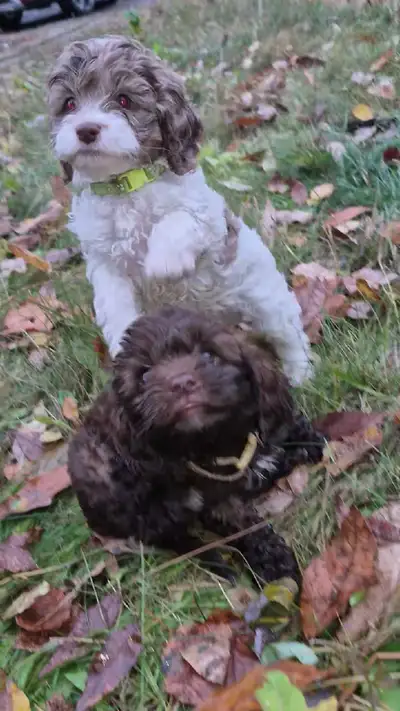 Cockapoo, View more