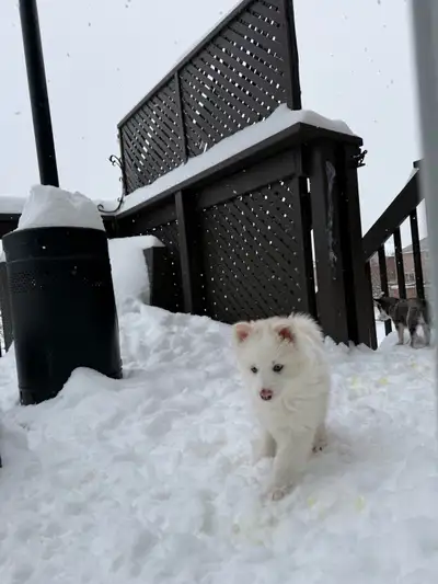 Pomsky puppies, View more