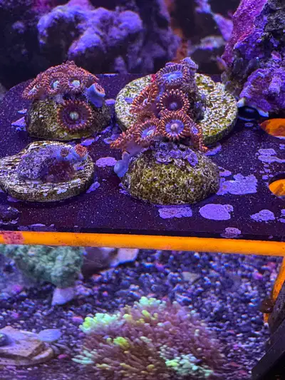 Fire and Ice Zoa frags, View more