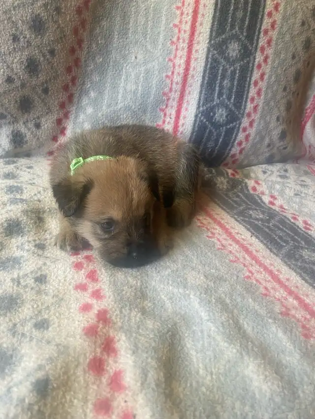 2 boys available in Dogs & Puppies for Rehoming in Brantford - Image 3