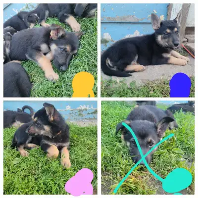 chiot berger allemand (PRÊT A QUITTER), View more