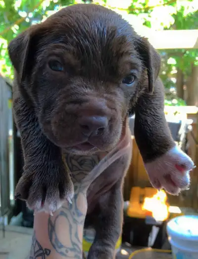 Bullmastiff mix  Pups, View more