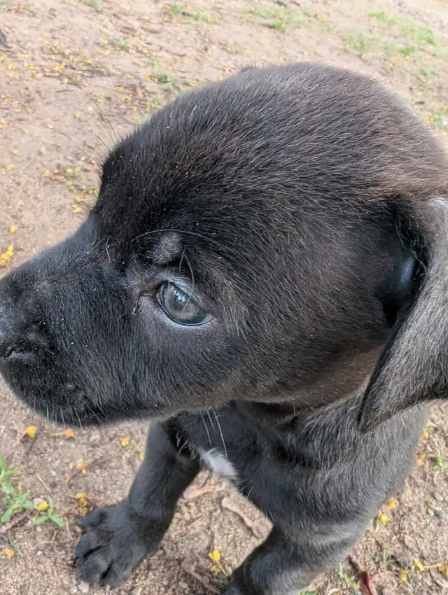 King Corso puppies in Dogs & Puppies for Rehoming in Ottawa - Image 2