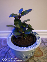 Peperomia (Baby Rubber Plant) 6" pot