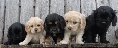 Pure Cocker Spaniel Pups, View more