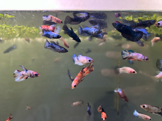 Koi Nemo Marble HMPK  in Fish for Rehoming in Gatineau