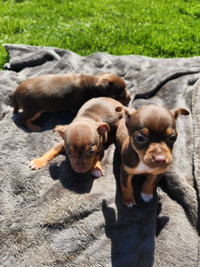 Chihuahua Puppies!