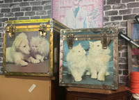 2 kittens and puppies storage trunks 