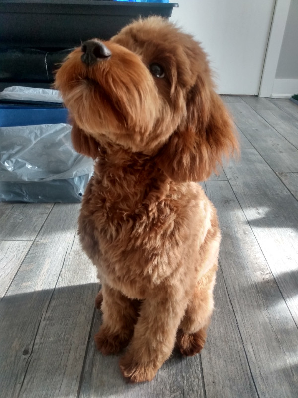 Cockapoo Named Rusty 1.5 Years in Dogs & Puppies for Rehoming in Woodstock - Image 3