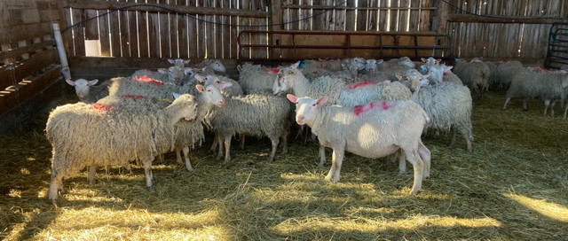 Bred Rideau ewes in Livestock in Renfrew
