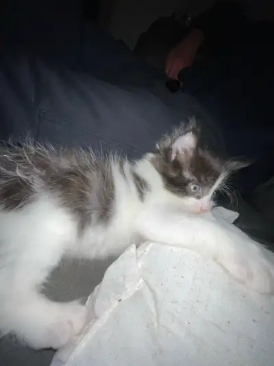 female kitten ready for her forever home! , View more