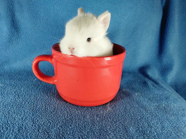 EXTRAORDINARY NETHERLAND DWARF, LIONHEAD, HOLLAND LOO BABY BUNNY in Small Animals for Rehoming in Mississauga / Peel Region - Image 5