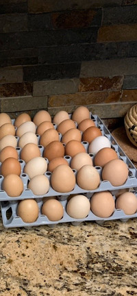 Fresh eggs  North Calgary/Airdrie