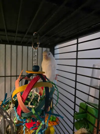 Cockatiels, View more
