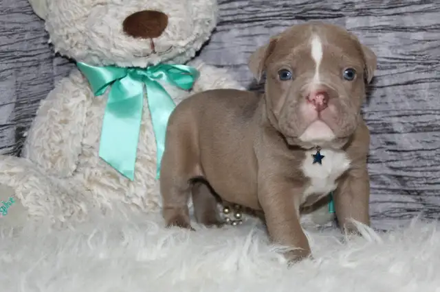 Old english bulldog / bouledogue anglais puppy in Dogs & Puppies for Rehoming in Ottawa - Image 6