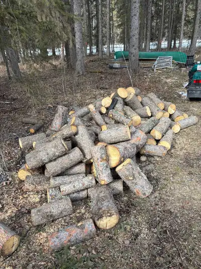 Green spruce, most of it cut down last fall. Buck and haul the logs on the ground first and then hel...