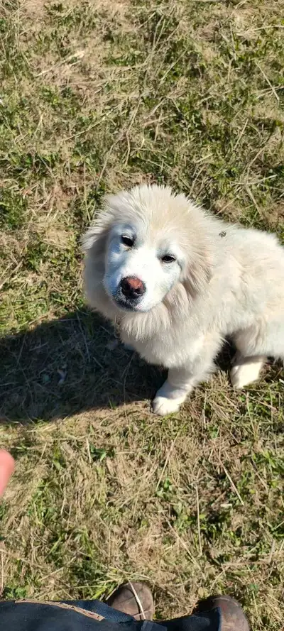 Great Pyrenees/St. Barnard pup, View more