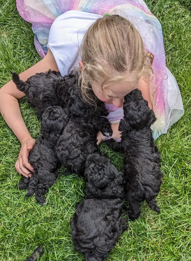 Last one: playful very tiny black toy poodle pup, male in Dogs & Puppies for Rehoming in Ottawa - Image 8