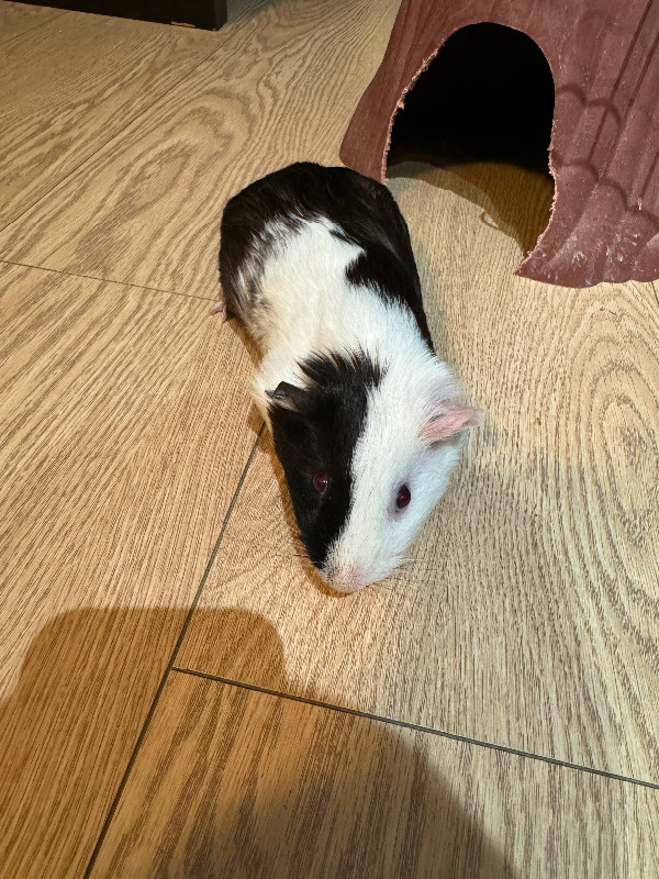 Female Guinea pig 5 months old in Small Animals for Rehoming in Delta/Surrey/Langley - Image 3