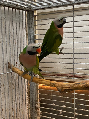 Birds For Sale | Adopt Birds Locally in Ontario | Kijiji Classifieds