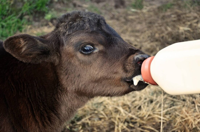 Looking for Raw milk for bottle calves. in Livestock in Edmonton