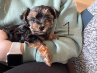 Male yorkie puppies! 