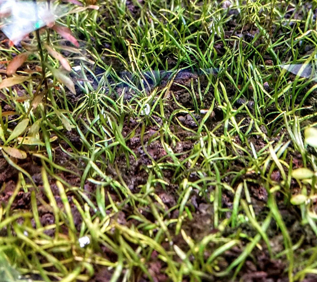 micro swords in Fish for Rehoming in Mississauga / Peel Region