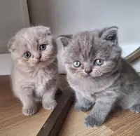 Scottish Fold/Straight kittens 
