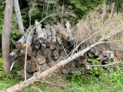 Large amount of downed trees. Various shapes and sizes. Access for a tractor on site. Take as much a...
