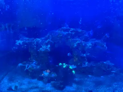 designer clown fish. (Snowflake, Orange storm, Black storm), View more