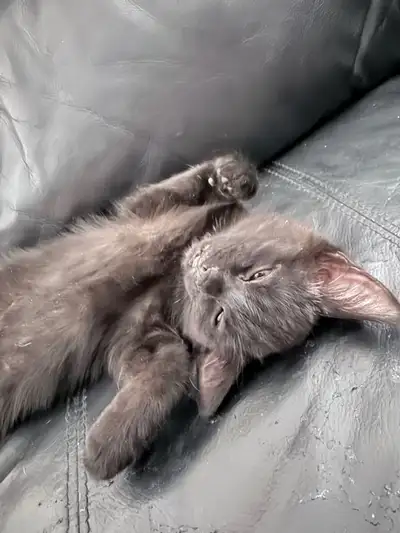 12 weeks old kittens for $50.00 (4 kittens), View more