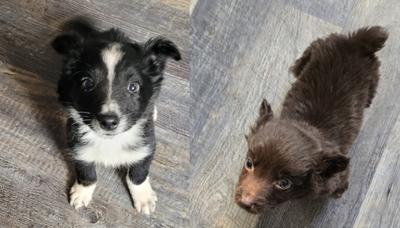 Australian Shepherd Puppies (Ready to Go), View more