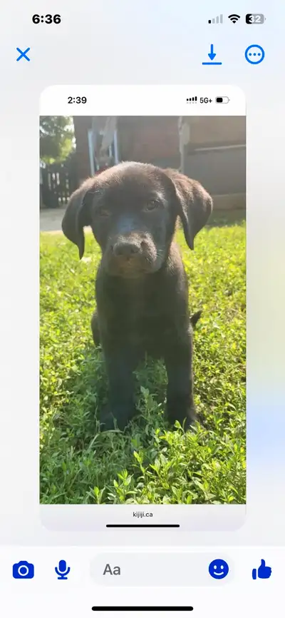 Chocolate Lab possible mix , View more