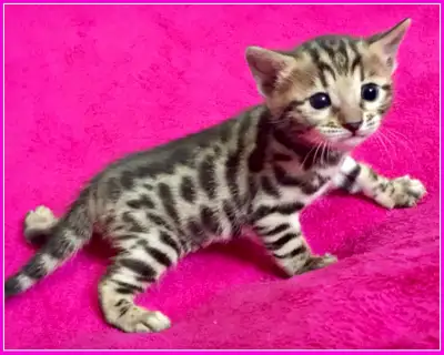 ⭐️  REGISTERED  BENGAL  KITTENS  ⭐️, View more