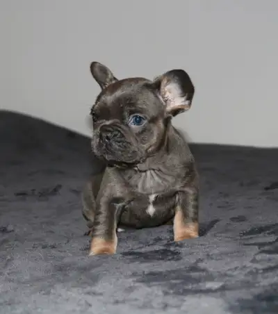 I have a litter of top quality pure bred french bulldog puppies, Ready for there forever homes at 8...