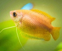 Honey Gourami (limited quantity) - Tropical Aquarium Fish Ottawa Ottawa / Gatineau Area Preview