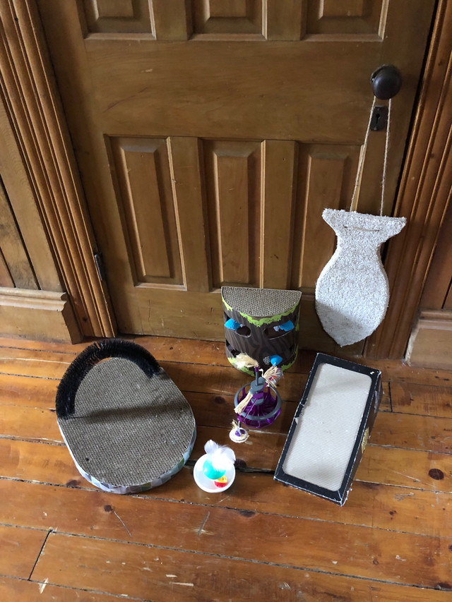 Bundle of Cat Toys in Accessories in Kitchener / Waterloo - Image 2