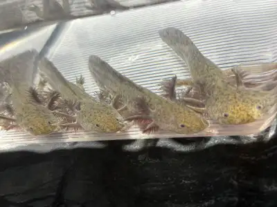 Wild colour axolotls. 4-6” These were all rescues given to me at 1.5” No health concerns. Eating ear...