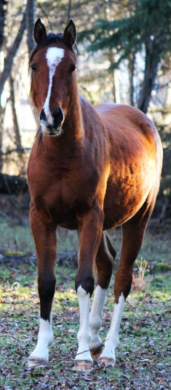 Bay Sabino Purebred Arabian Filly in Horses & Ponies for Rehoming in Edmonton - Image 2