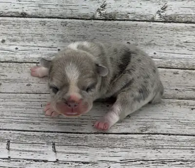 French Bulldog Puppies, View more