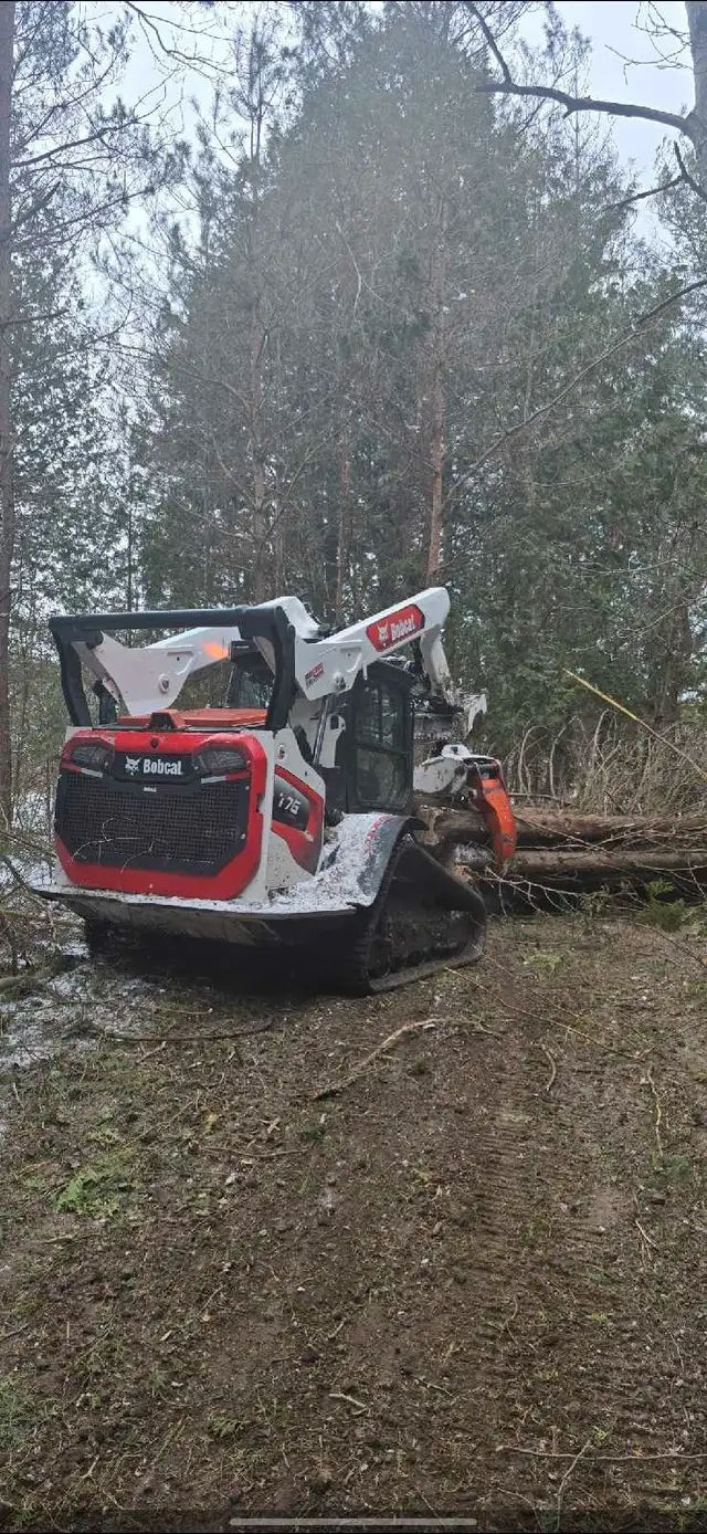 looking for timber - land clean up - mulching ect! 63882165435651121